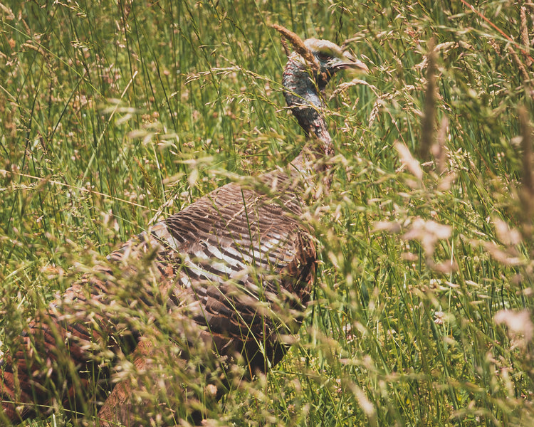 Turkey Hunting on Your Own Terms
